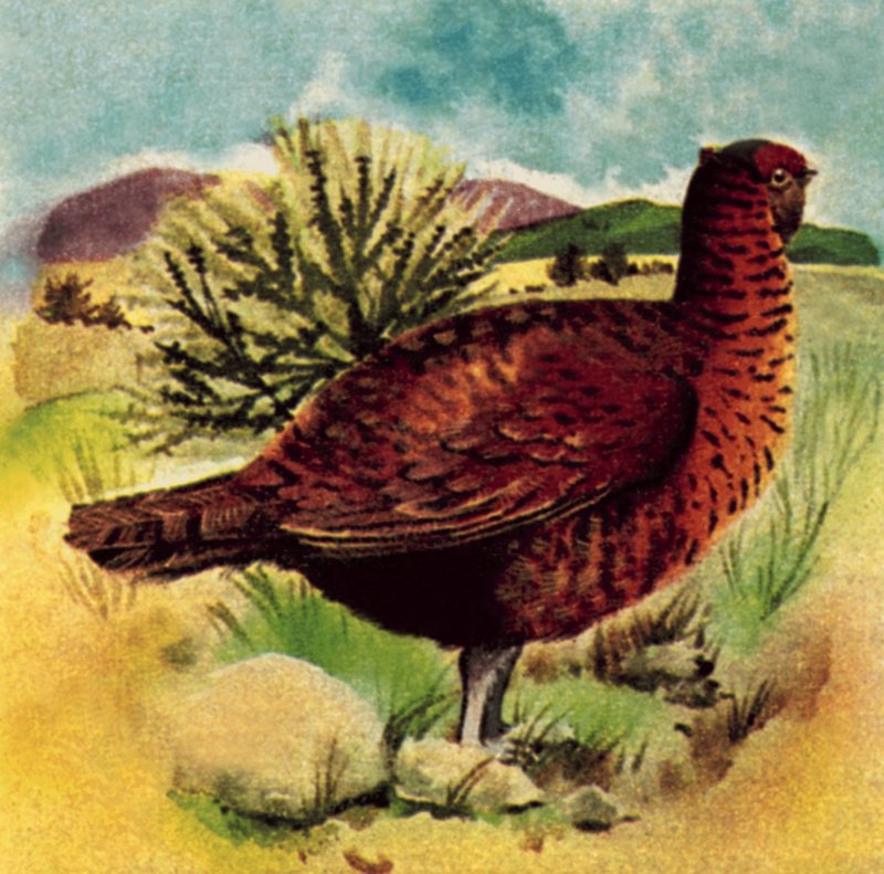Grouse rouge - English School