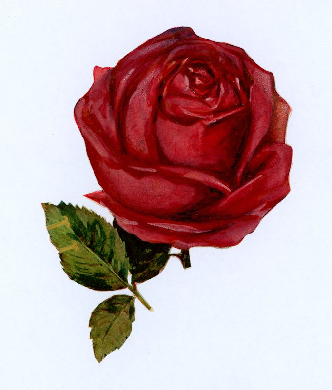 Rose rouge - English School