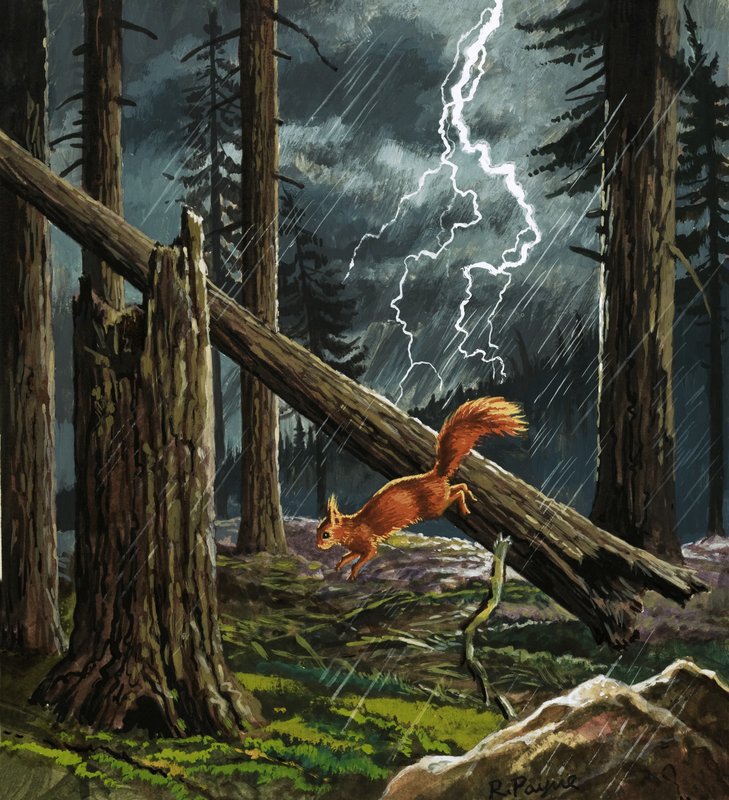 Écureuil roux dans une tempête - English School