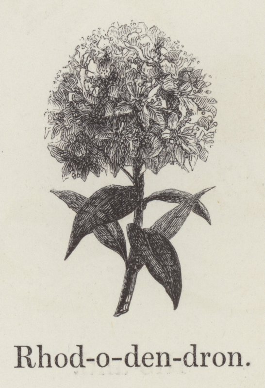 Rhododendron - English School
