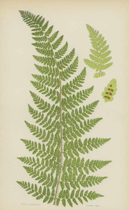 Lastrea rigide (lithographie en couleur) - English School