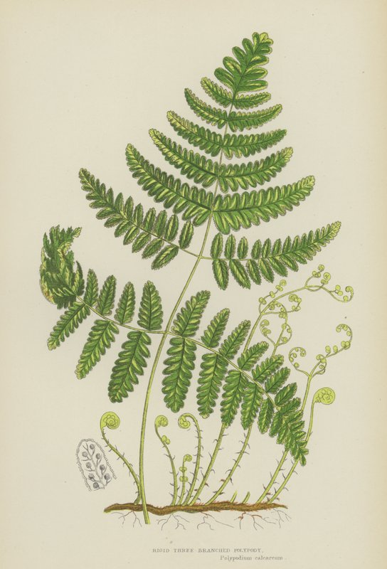 Polypode rigide à trois branches (lithographie en couleur) - English School