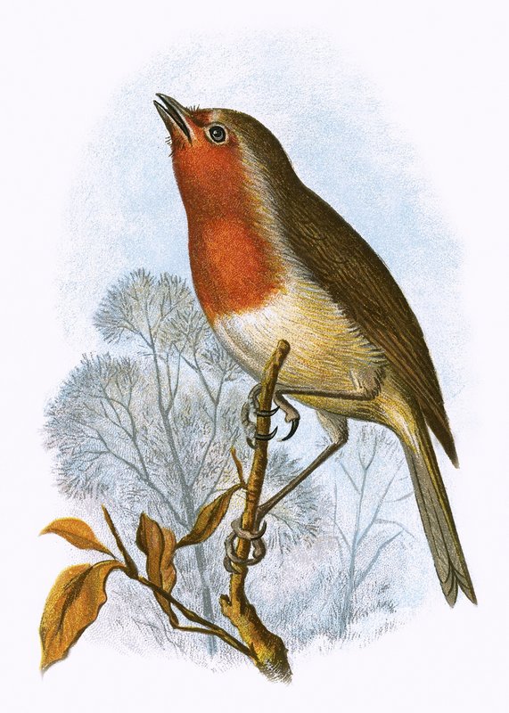 Rouge-gorge - English School