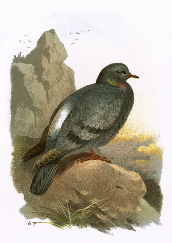 Pigeon biset - English School