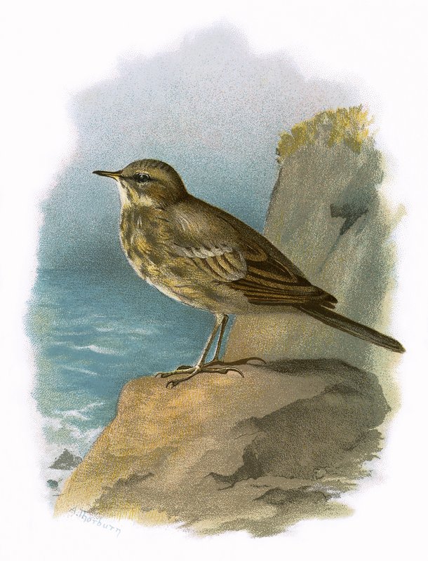 Pipit maritime - English School