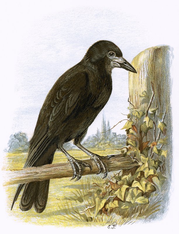 Corbeau - English School
