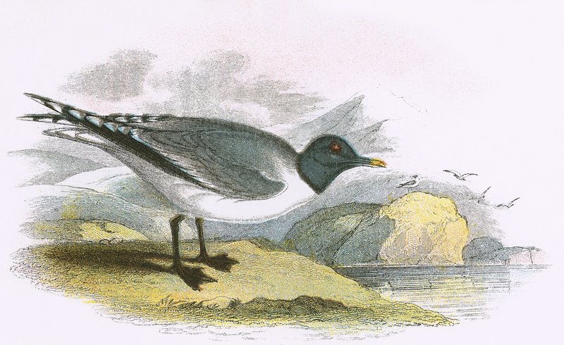 Mouette de Sabine - English School