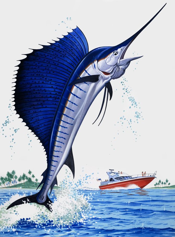 Poisson-voile - English School