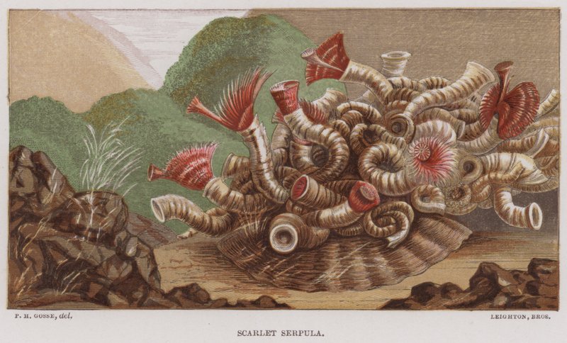 Serpule écarlate - English School