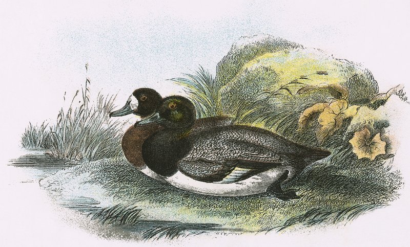 Canard milouin - English School