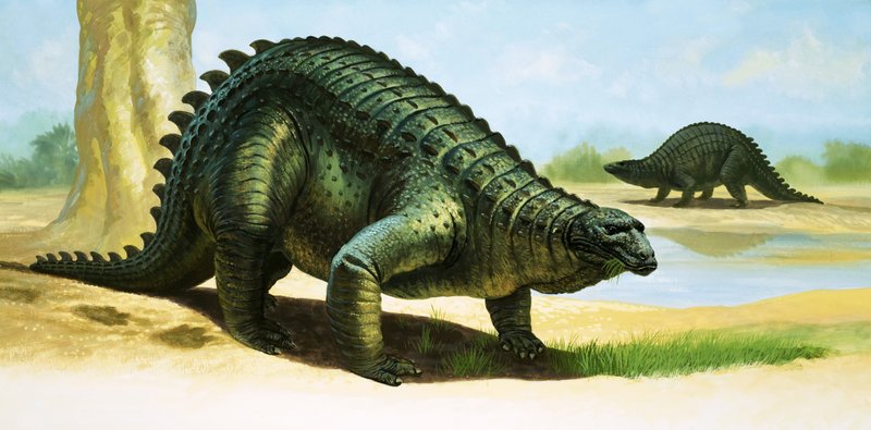 Scélidosaurus - English School