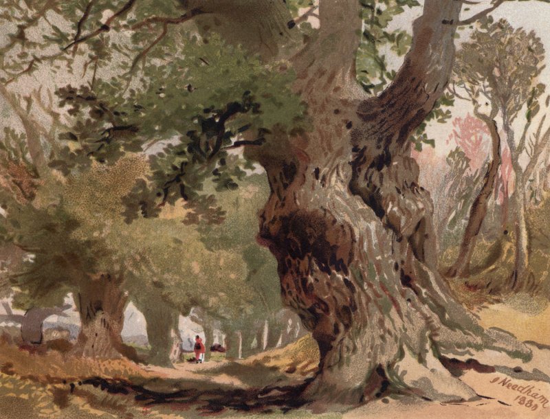 Scène dans la forêt de Sherwood - English School