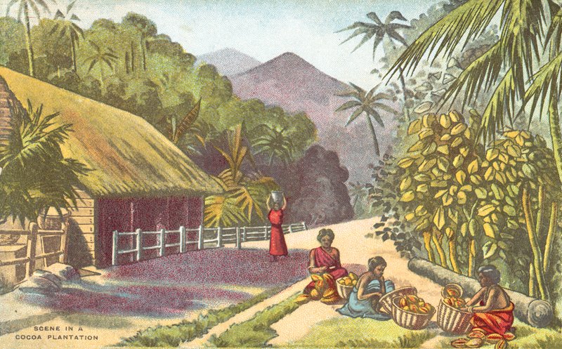Scène dans une plantation de cacao - English School