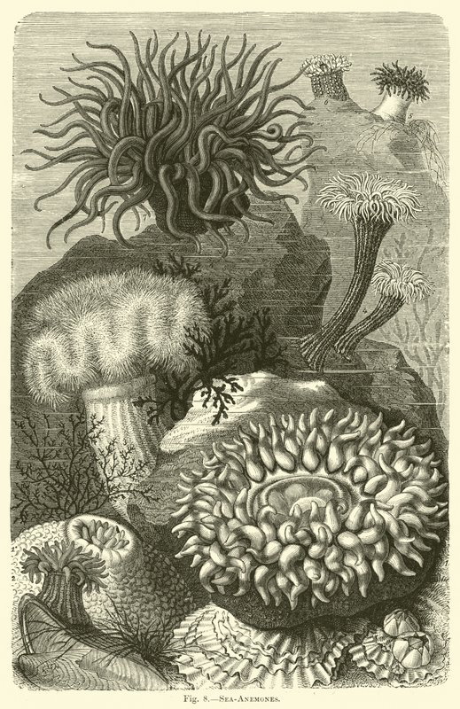 Anémones de mer - English School