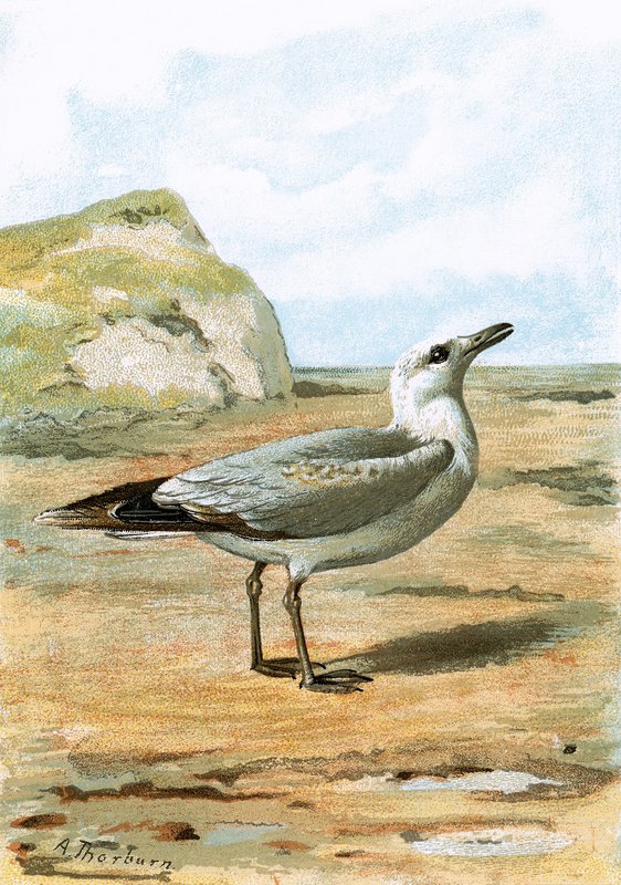Mouette - English School