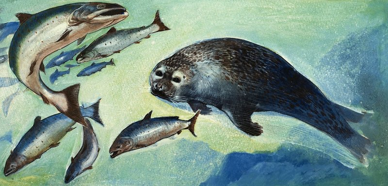Phoque et poisson - English School