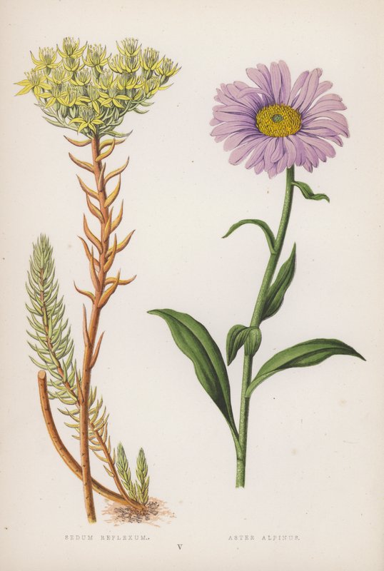 Orpin Réfléchi ; Aster Alpin (lithographie en couleur) - English School