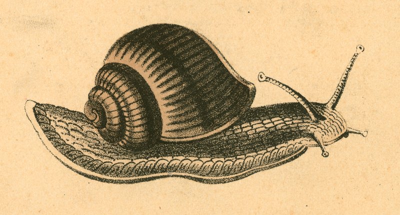 Escargot - English School