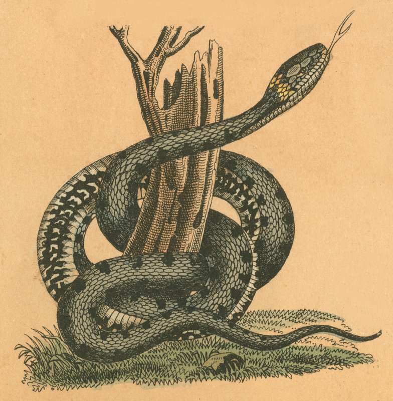 Serpent - English School
