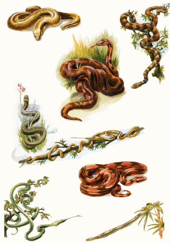 Serpents - English School
