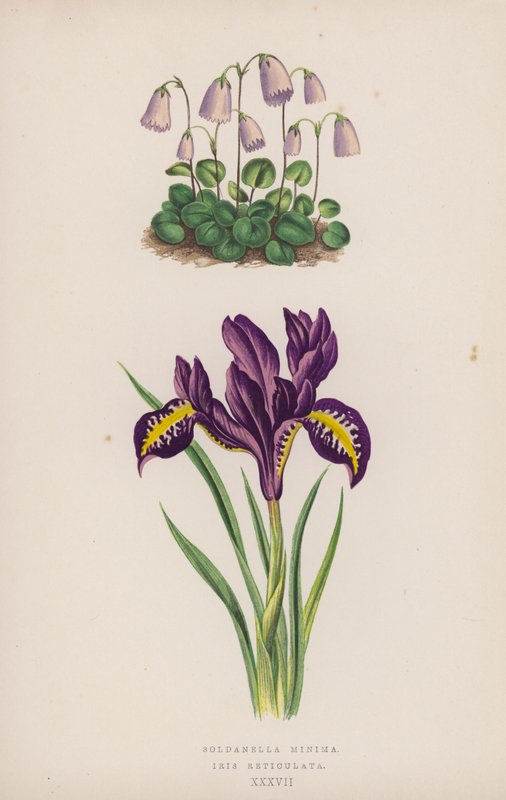 Soldanella Minima; Iris Reticulata - English School
