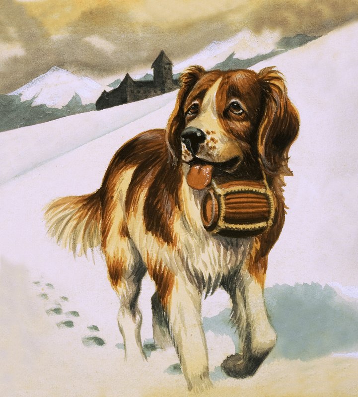 Chien de Saint-Bernard - English School