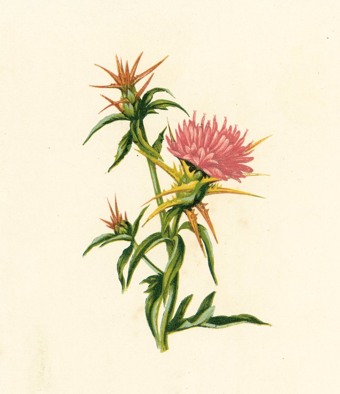 Chardon étoilé, Centaurea Calcitrapa - English School