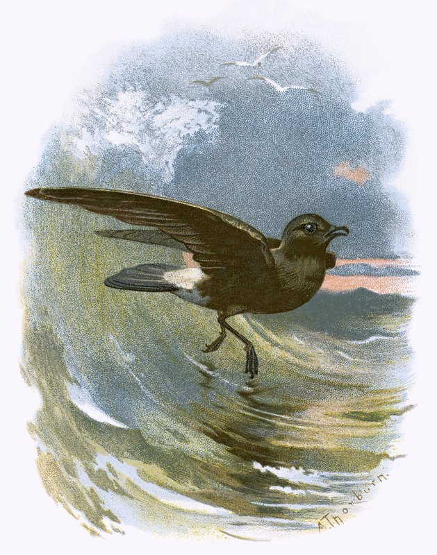 Pétrel tempête - English School