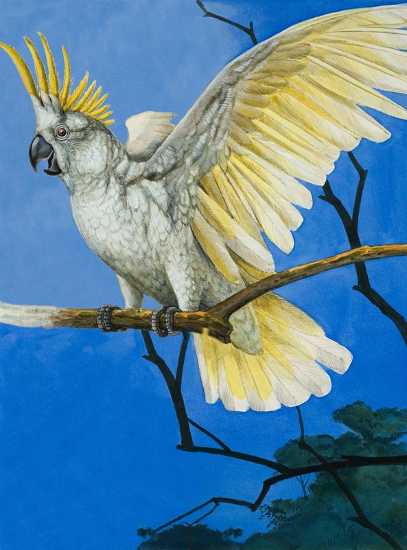 Cacatoès à huppe jaune - English School