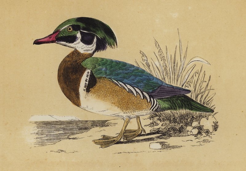 Canard d