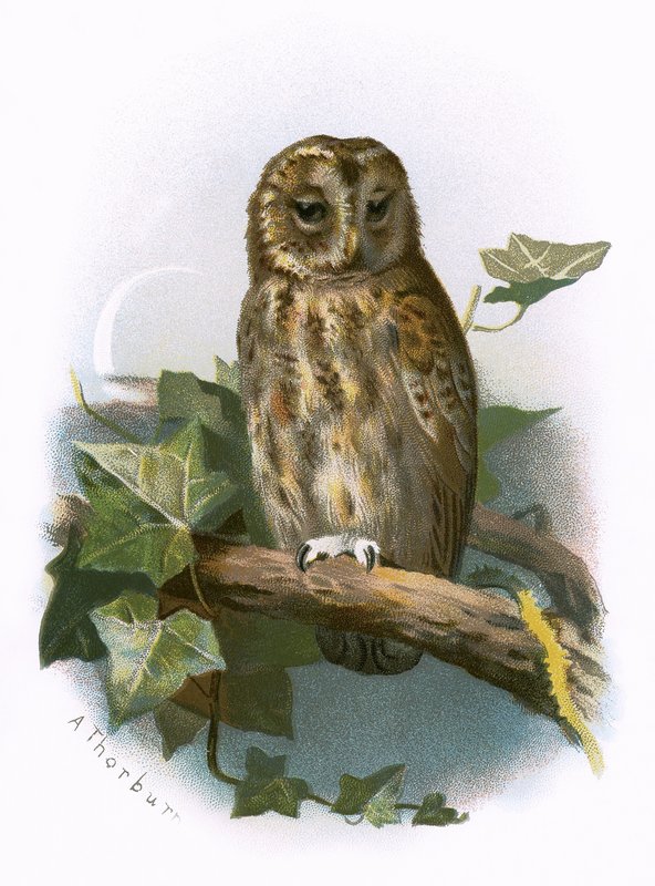 Chouette hulotte - English School