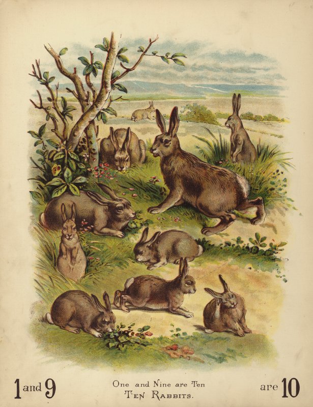 Dix lapins - English School