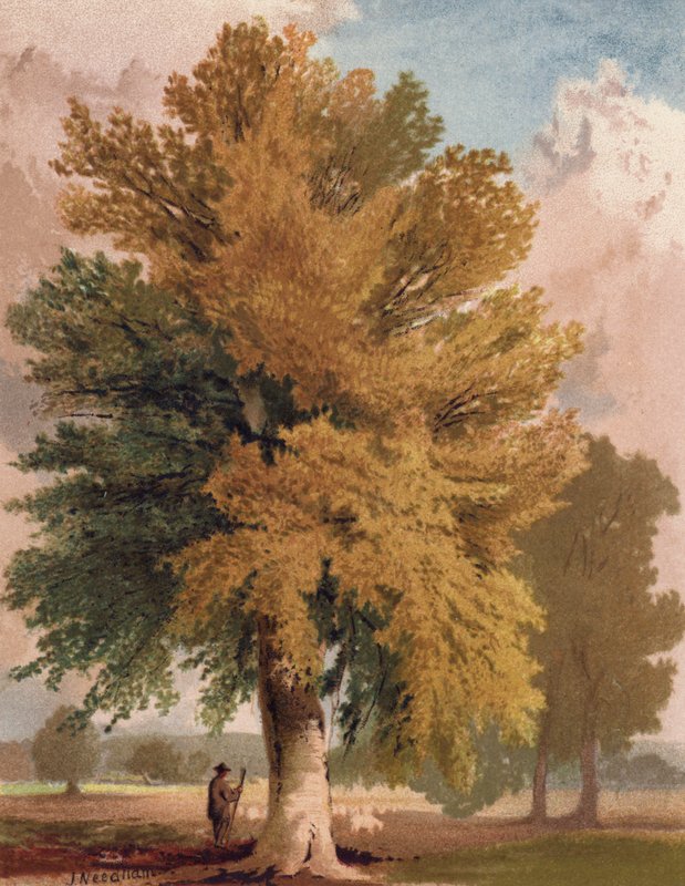 Le hêtre en début d