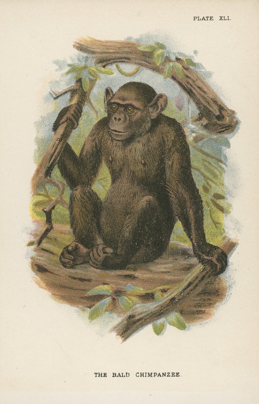 Le Chimpanzé chauve - English School