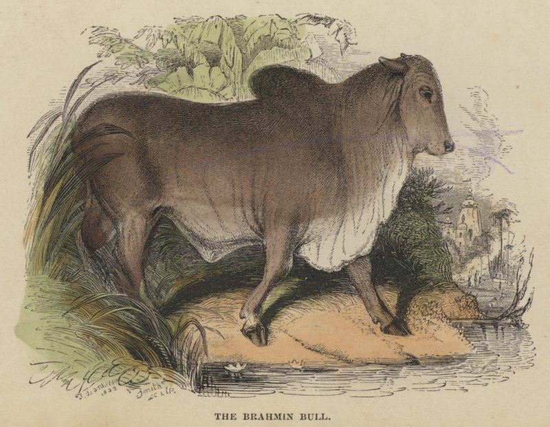 Le taureau brahmane - English School