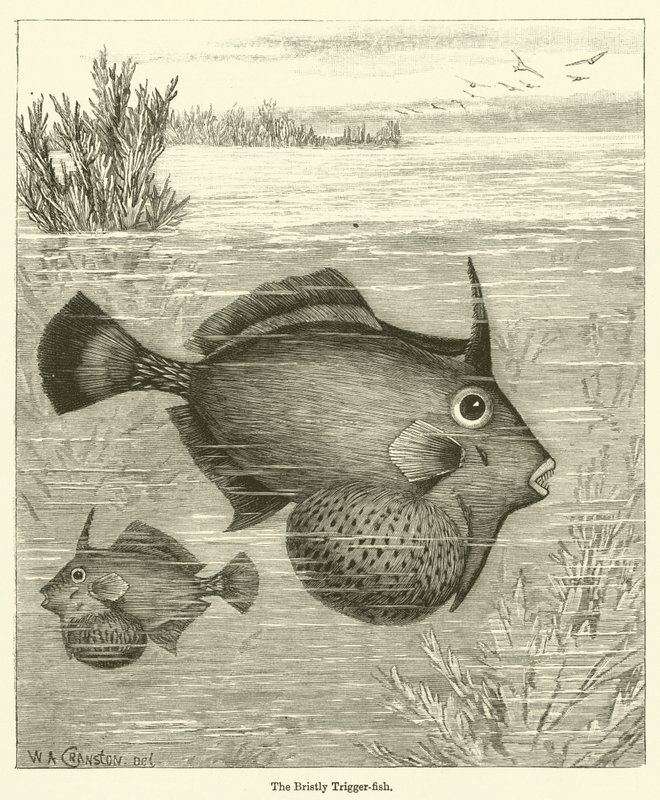 Le poisson-lime hérissé (gravure) - English School