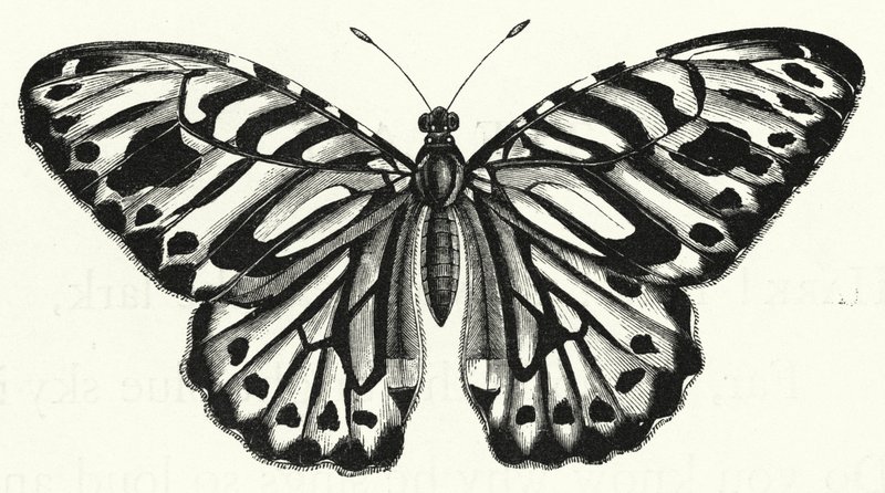 Le Papillon - English School