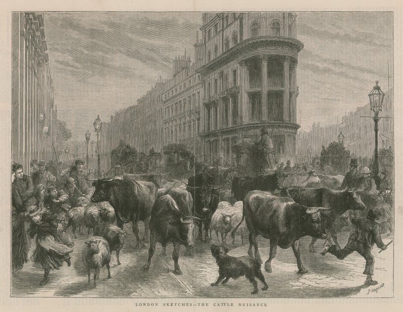 La nuisance du bétail - English School