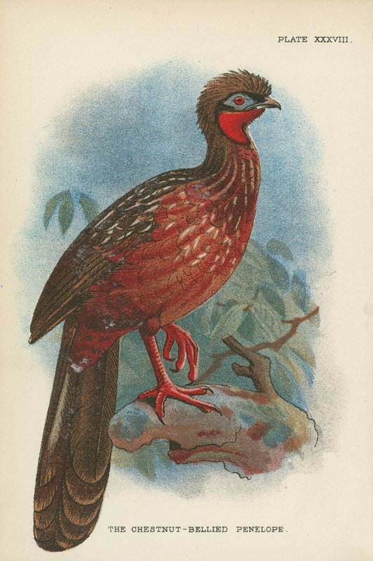 La Pénélope à ventre marron - English School