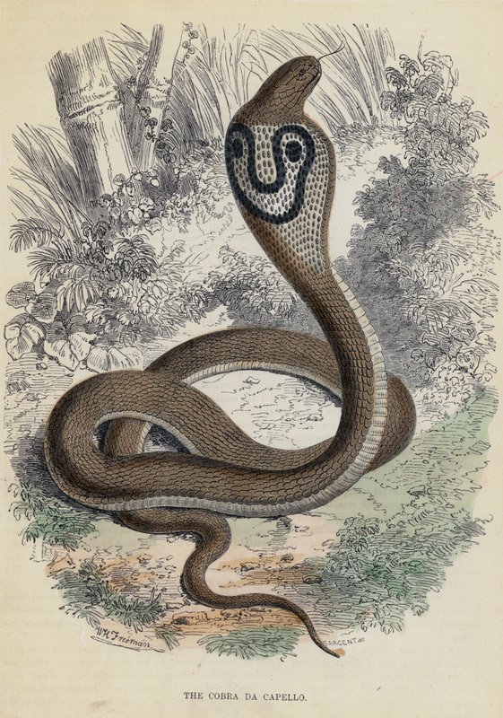 Le Cobra Da Capello - English School