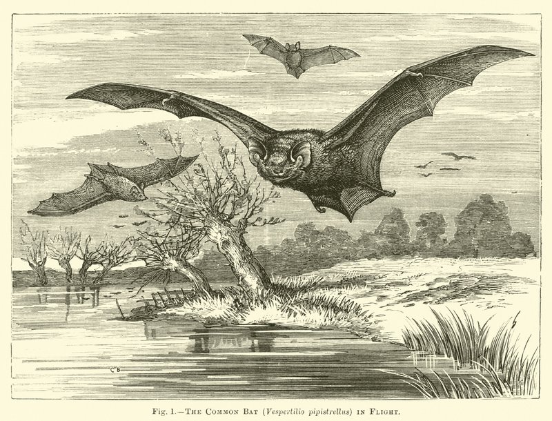 La chauve-souris commune, Vespertilio pipistrellus, en vol - English School