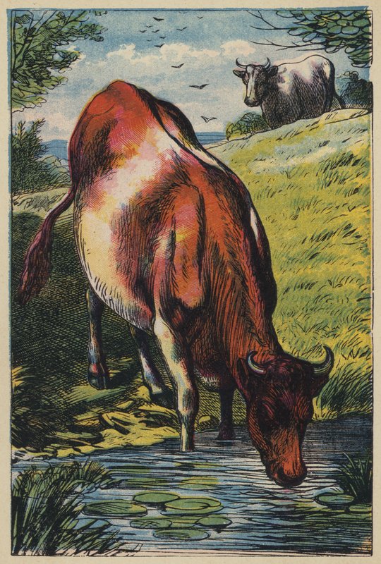 La Vache - English School