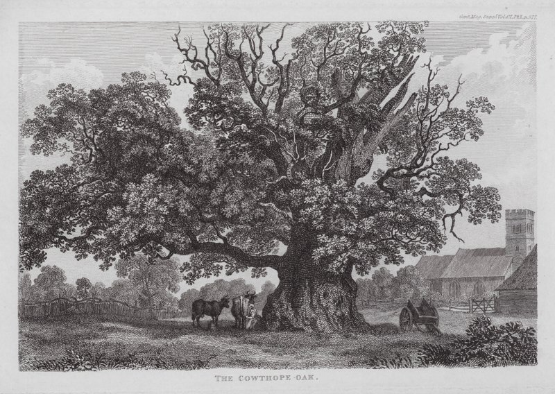 Le chêne de Cowthope (gravure) - English School