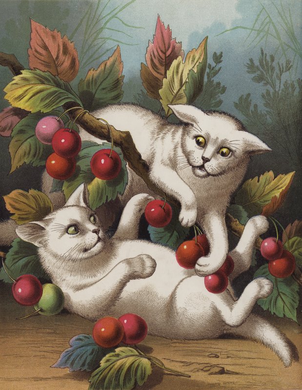 Le chaton croisé - English School