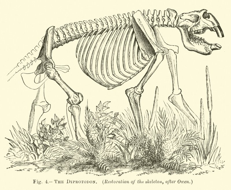Le Diprotodon - English School