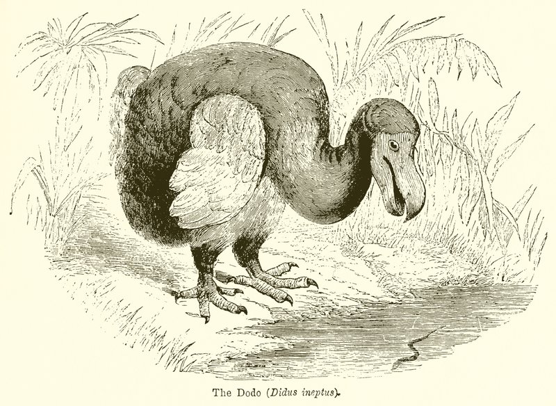 Le Dodo (Didus Ineptus) - English School