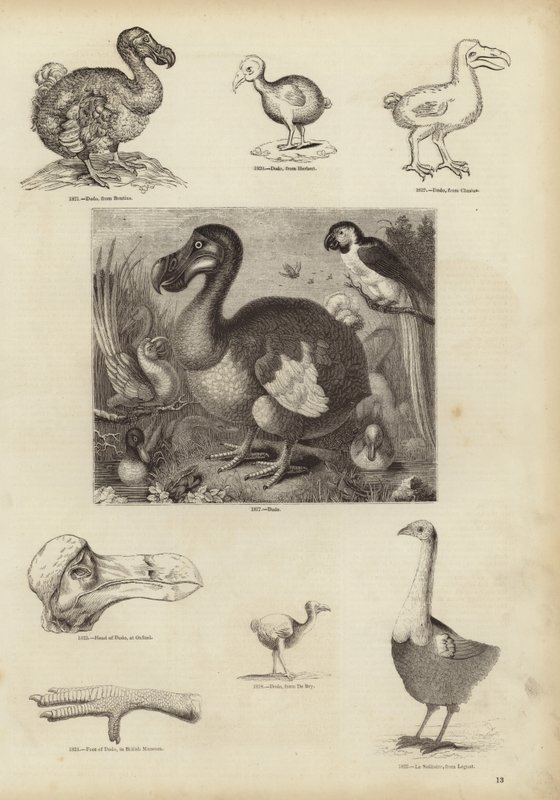 Le Dodo - English School