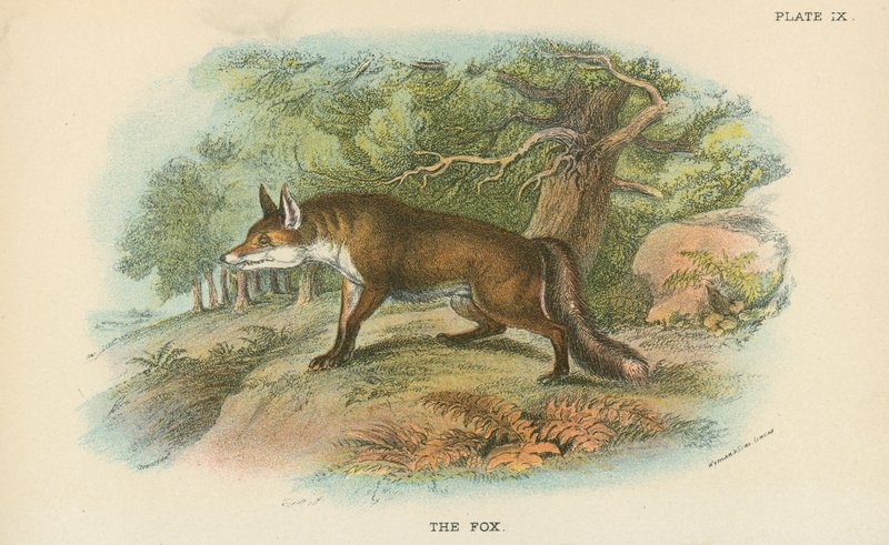 Le Renard - English School