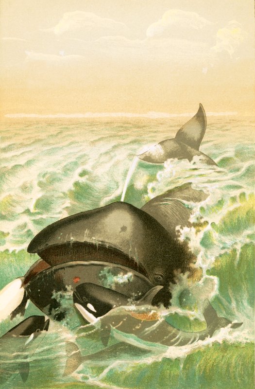 La Baleine du Groenland - English School