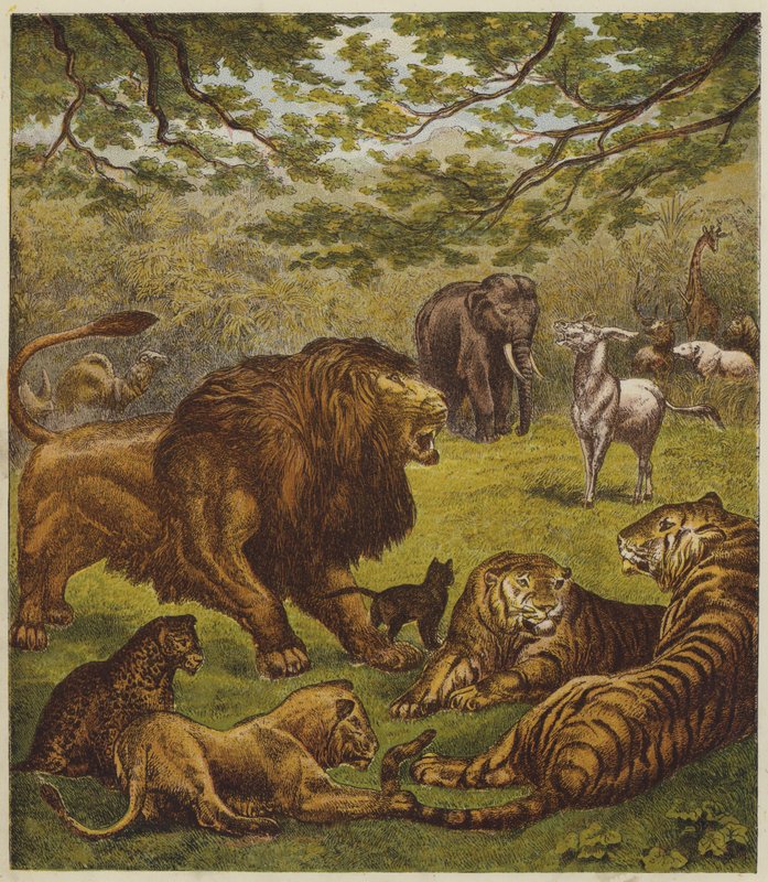 La réception du lion - English School